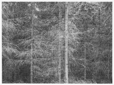 Wald bei Colditz V